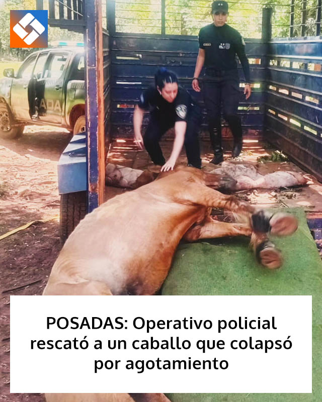 POSADAS: Operativo policial rescató a un caballo que colapsó por agotamiento