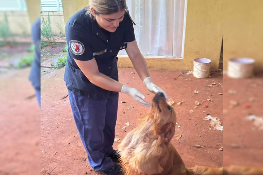 Perro murió ahogado y otro fue rescatado agonizante en un presunto caso de maltrato