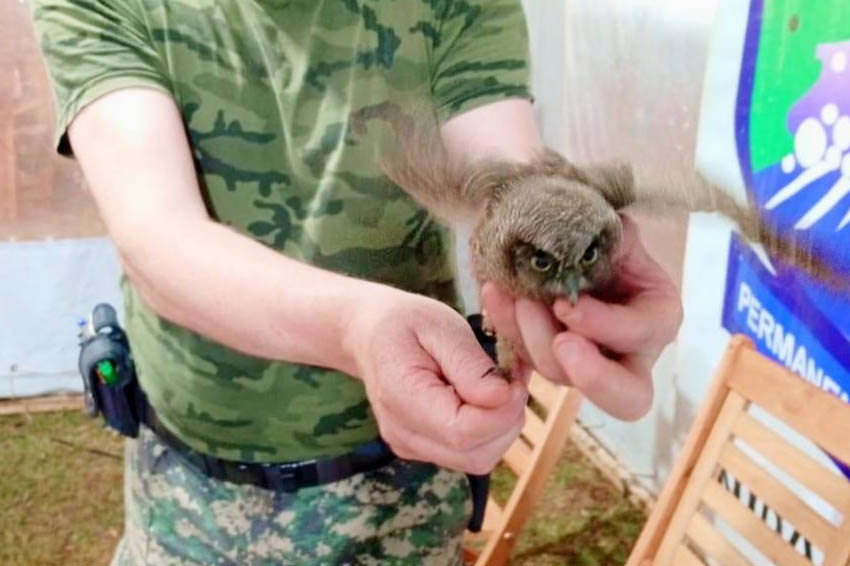 Policías rescataron a una lechuza alicucú que era agredida en la costanera