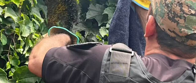 WANDA: La Policía rescató y liberó un erizo silvestre hallado en una vivienda