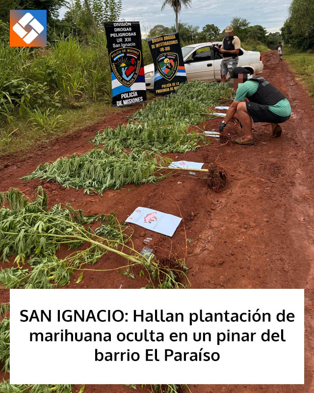 SAN IGNACIO: Hallan plantación de marihuana oculta en un pinar del barrio El Paraíso
