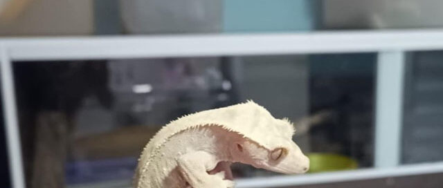 Ecología realizó relevamiento de fauna silvestre en una fundación local