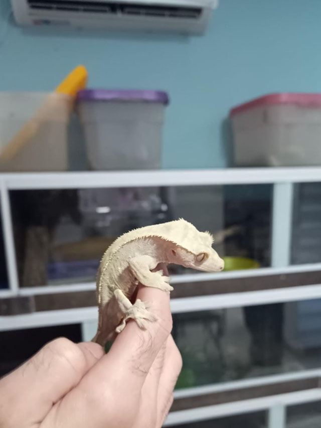 Ecología realizó relevamiento de fauna silvestre en una fundación local